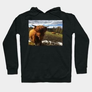 Scottish Highland Cattle Calf 1986 Hoodie